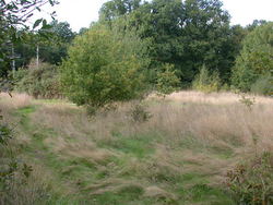 Oct 2013: 7B grassland